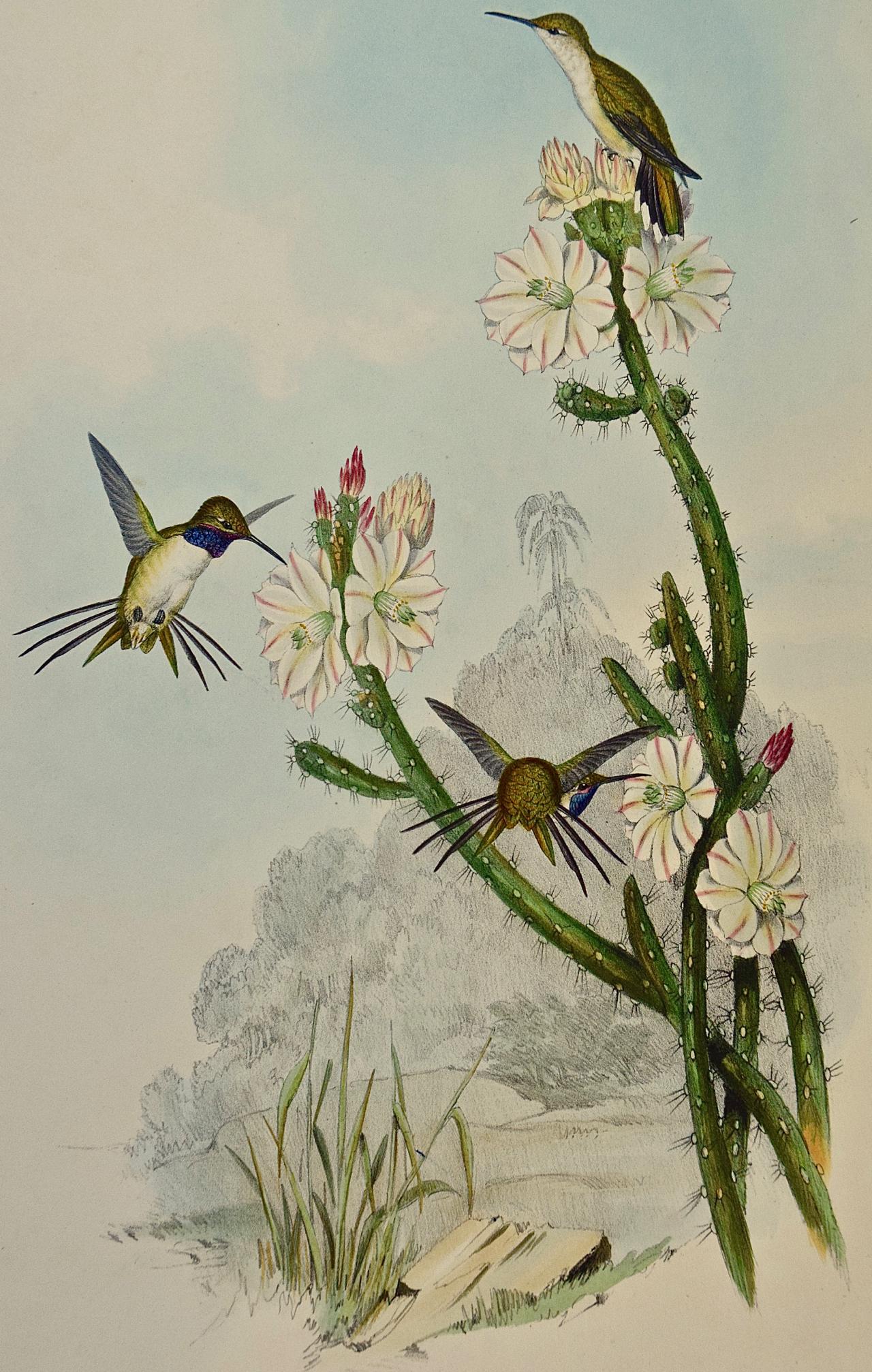 Yarrell's Wood-star Hummingbirds: A 19th Century Hand-Colored Gould Lithograph - Print by John Gould and Henry Constantine Richter