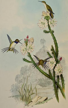 Yarrell's Wood-star Hummingbirds: A 19th Century Hand-Colored Gould Lithograph