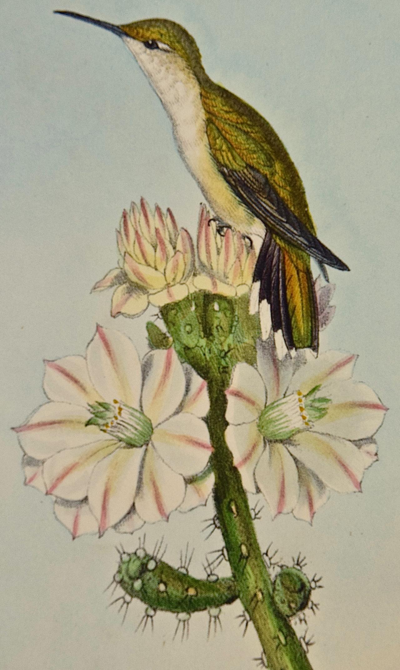 Étoiles d'hirondelles en bois de Yarrell : lithographie du 19e siècle colorée à la main - Naturalisme Print par John Gould and Henry Constantine Richter