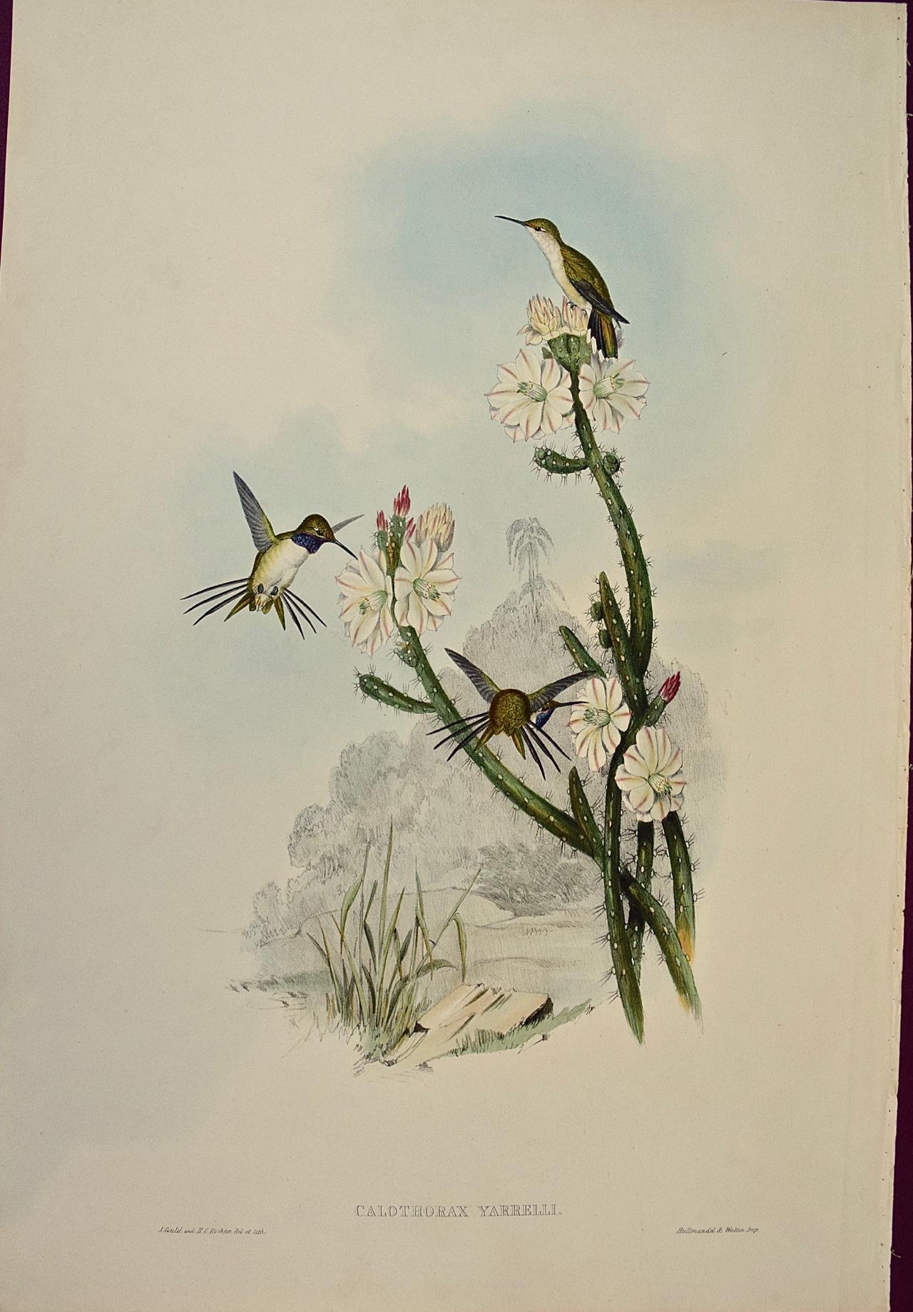 Yarrell's Wood-star Hummingbirds: A 19th Century Hand-Colored Gould Lithograph - Brown Animal Print by John Gould and Henry Constantine Richter