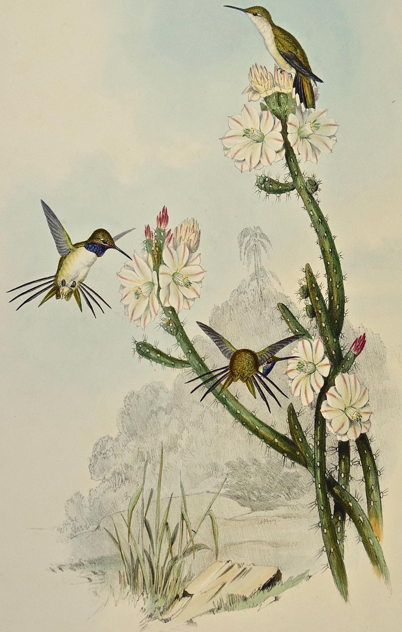 John Gould and Henry Constantine Richter - Yarrell's Wood-star  Hummingbirds: A 19th Century Hand-Colored Gould Lithograph For Sale at  1stDibs