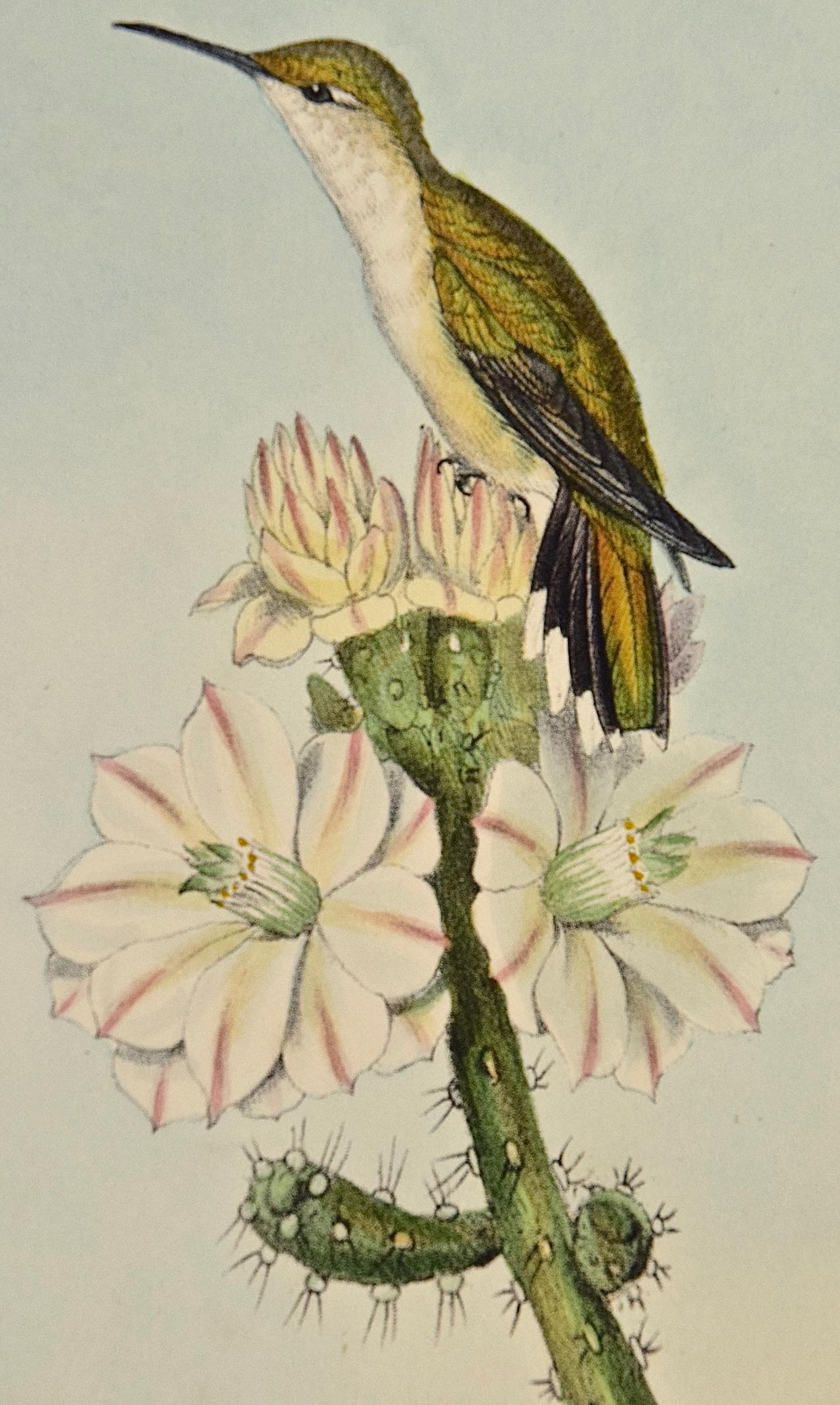 Yarrell's Wood-star Hummingbirds: A 19th Century Hand-Colored Gould Lithograph For Sale 1