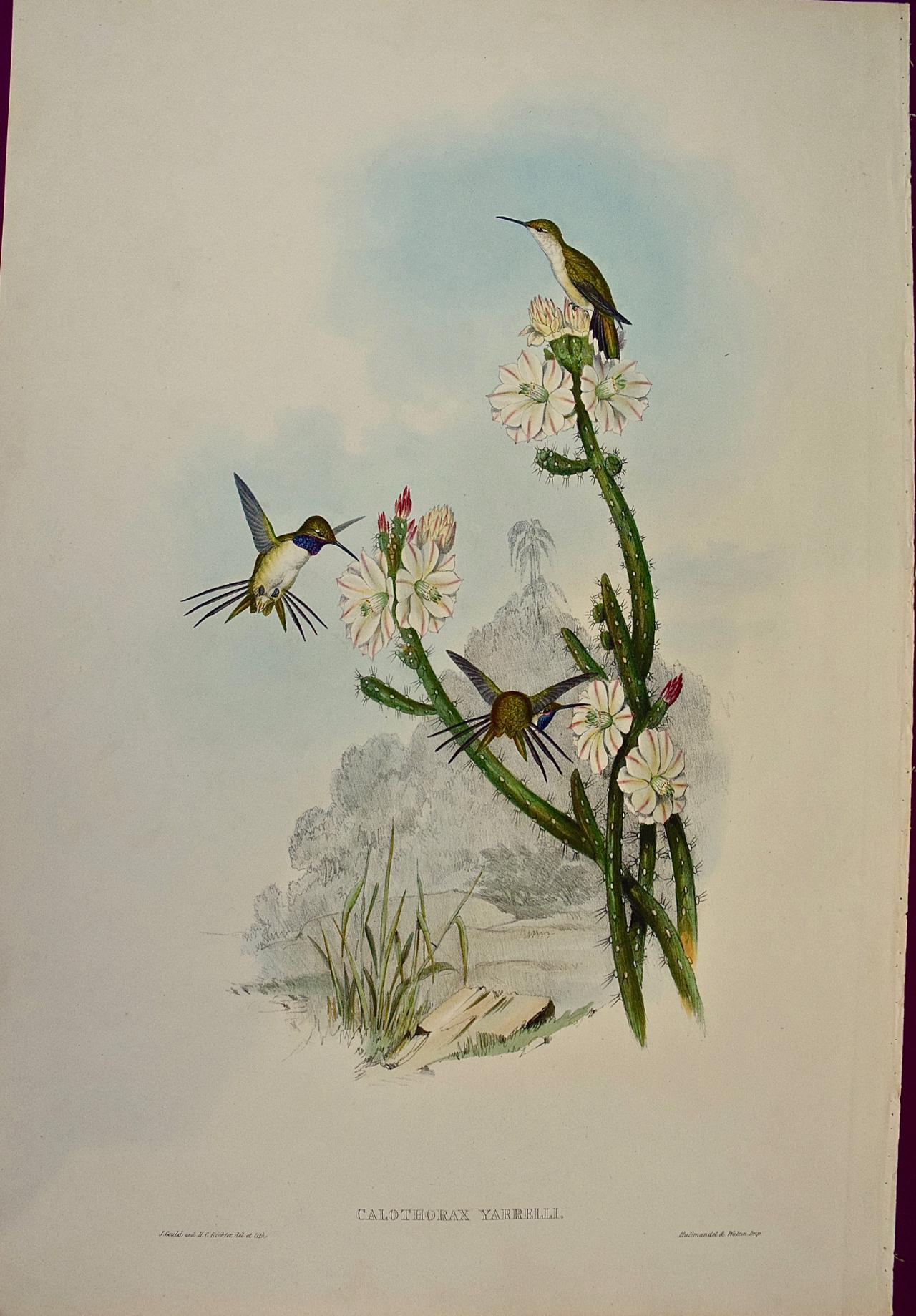 John Gould and Henry Constantine Richter Animal Print - Yarrell's Wood-star Hummingbirds: A 19th Century Hand-Colored Gould Lithograph