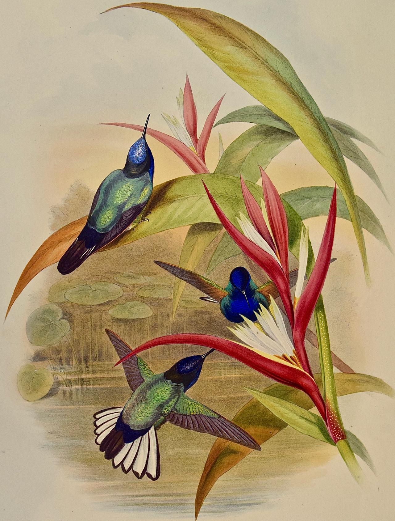 Hummingbirds: Framed 19th Century Gould Hand-Colored 
