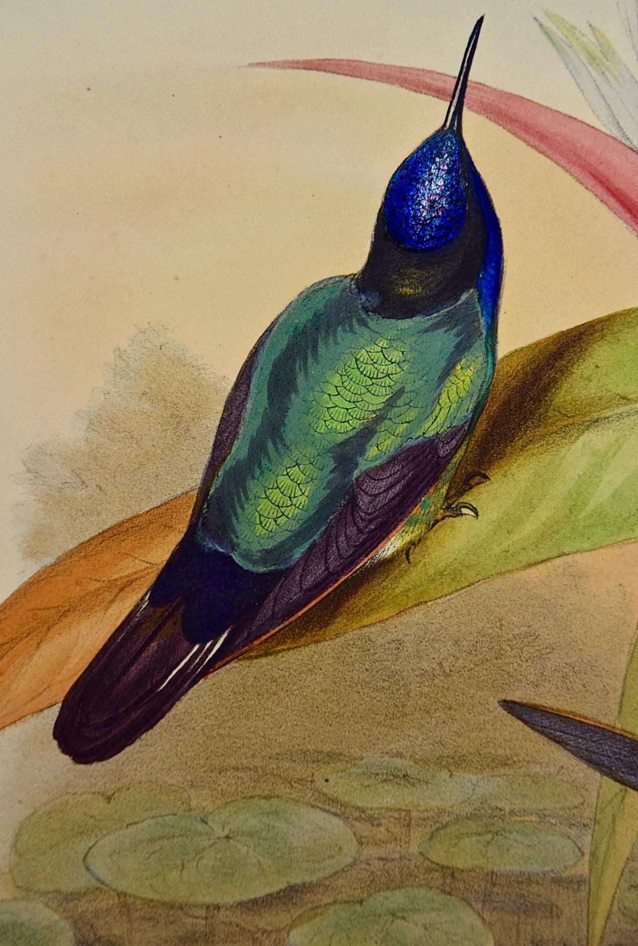 john gould hummingbird prints