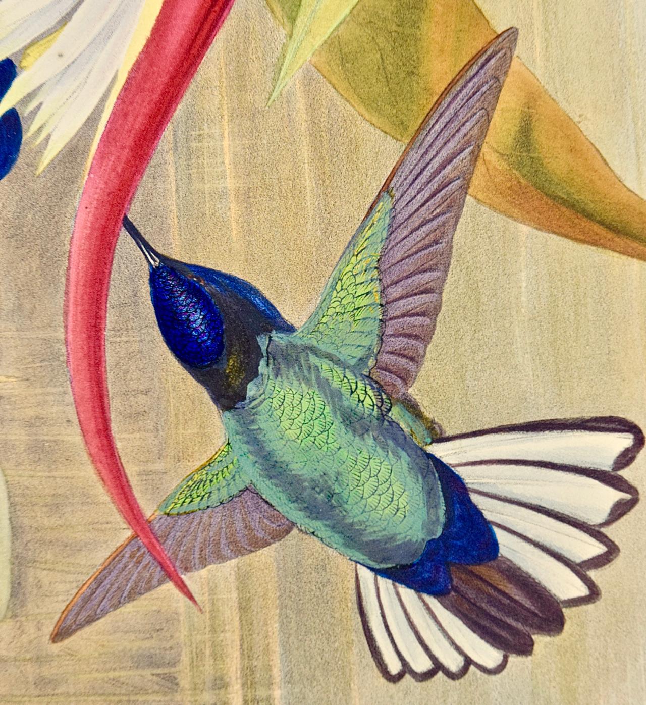 framed hummingbird prints