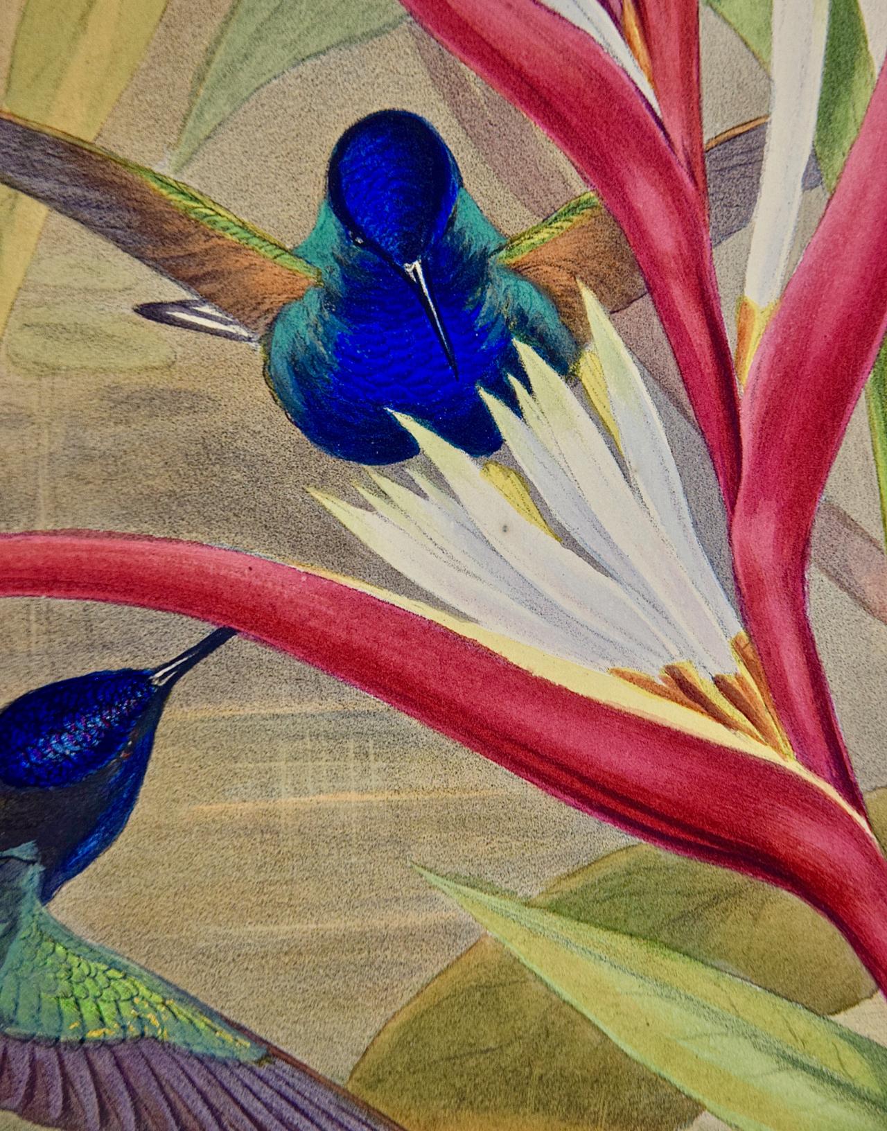 gould hummingbird prints value