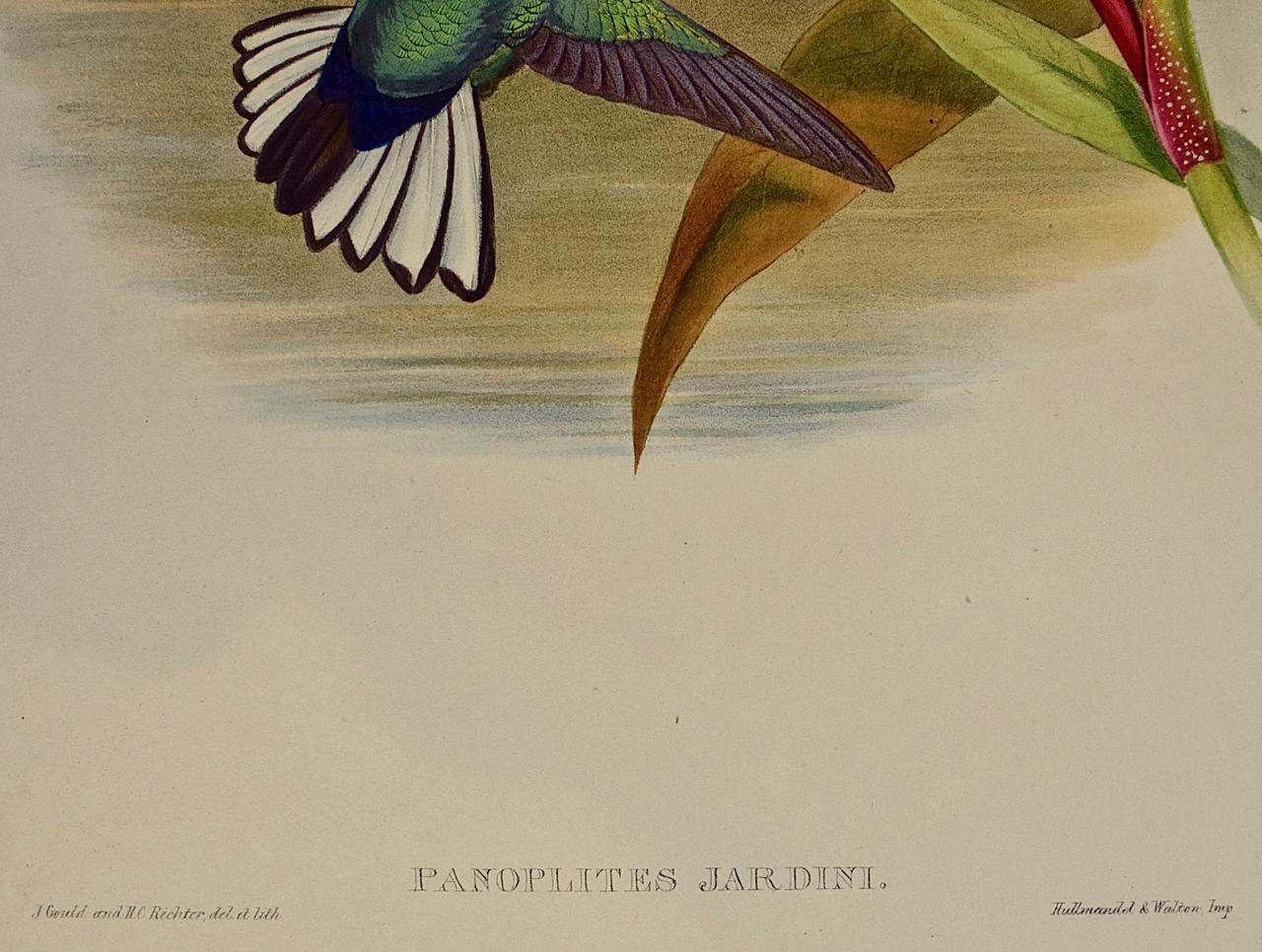 Hummingbirds: Framed 19th Century Gould Hand-Colored 