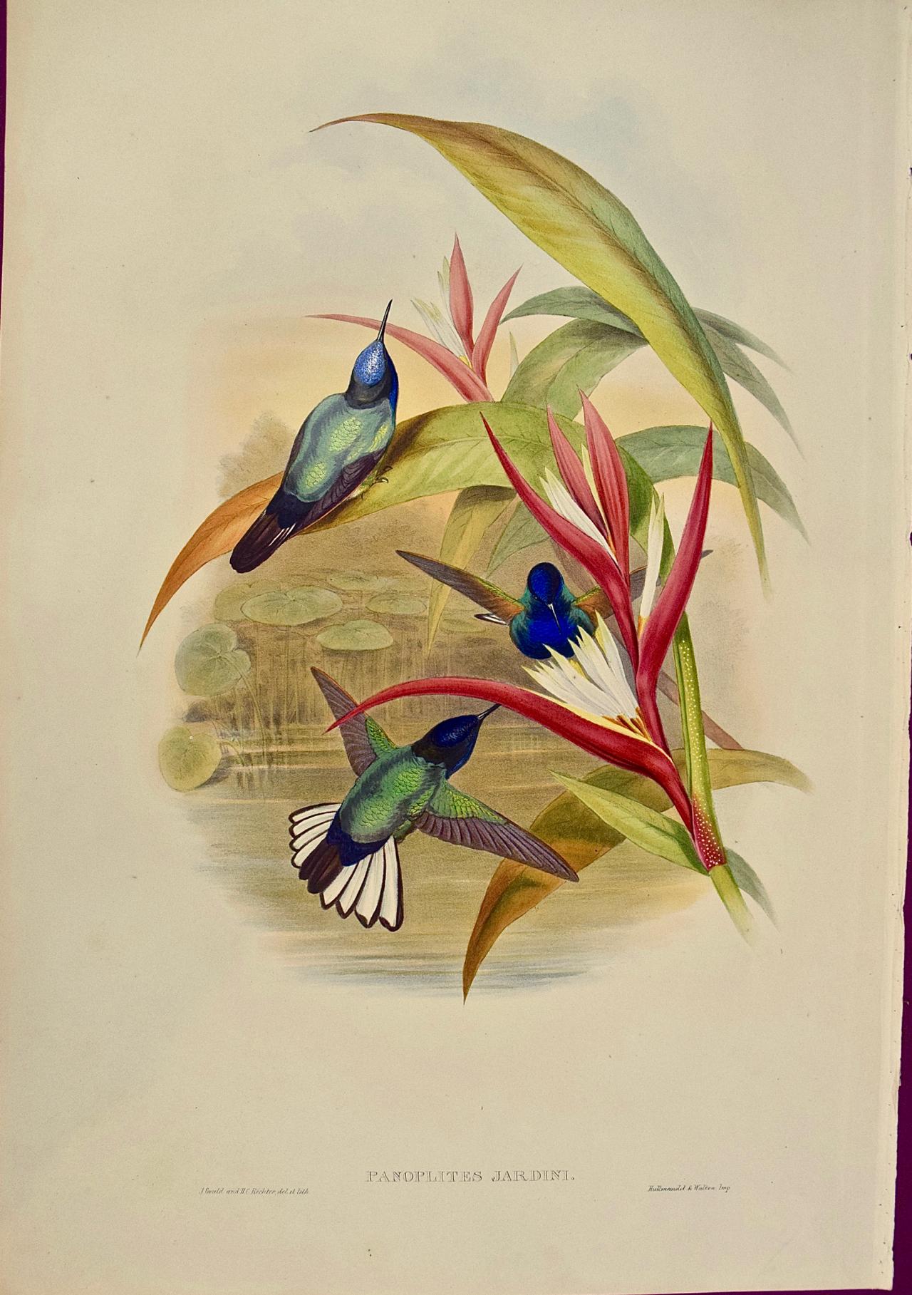 John Gould and Henry Constantine Richter Animal Print - Hummingbirds: Framed 19th Century Gould Hand-Colored "Panoplites" by Gould