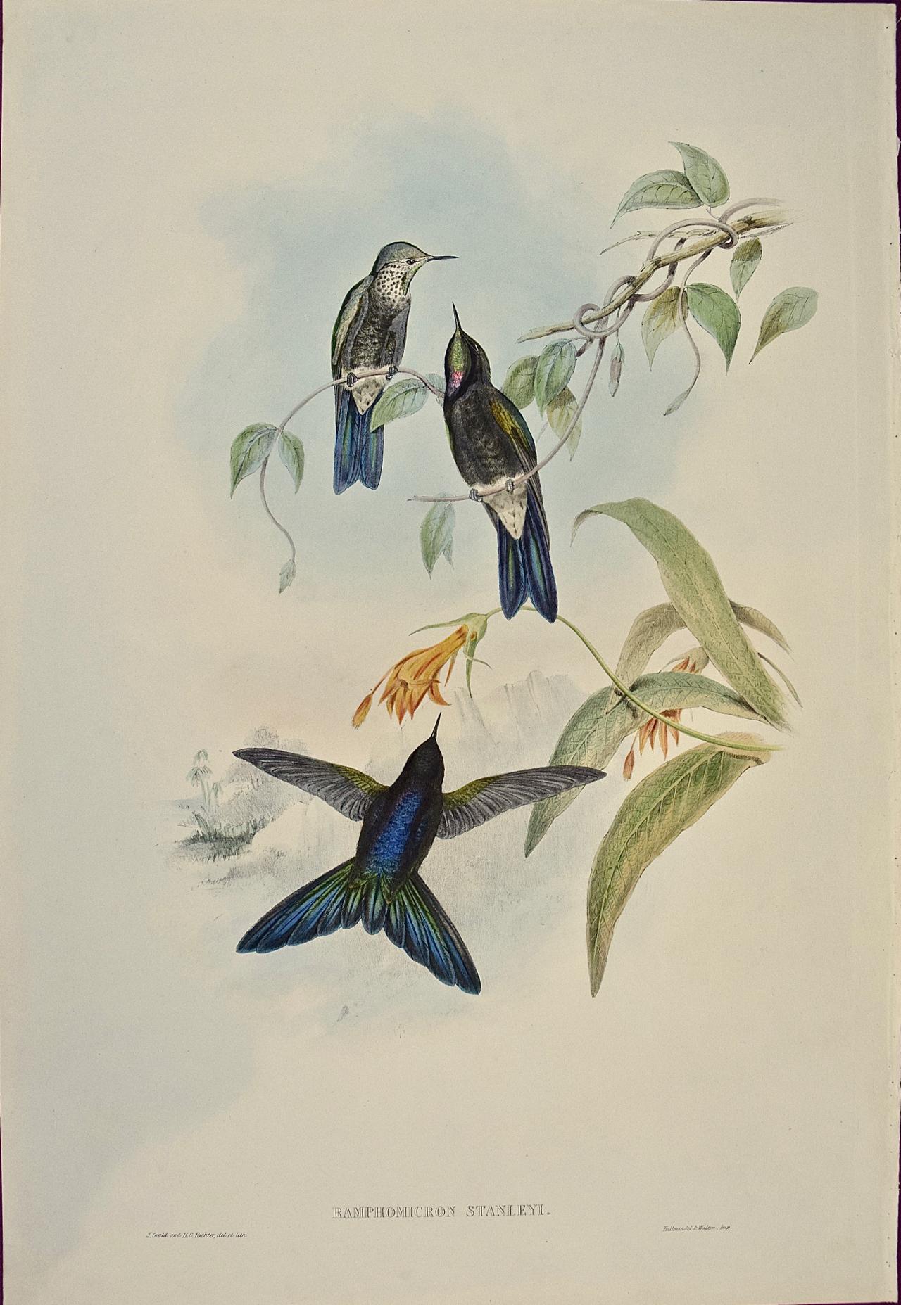 john gould