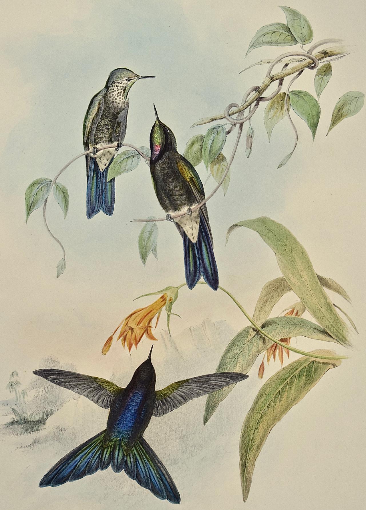 19th Century Gould Hand-Colored 