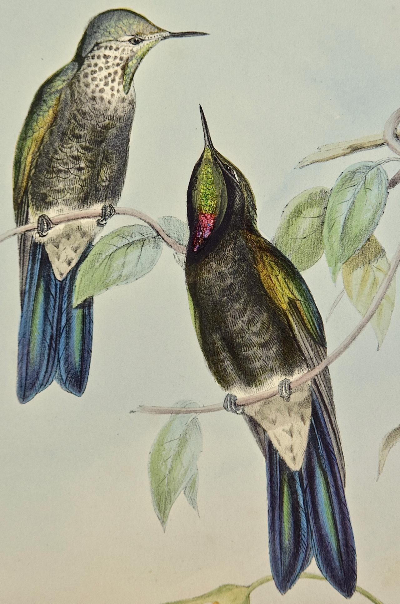 19th Century Gould Hand-Colored 