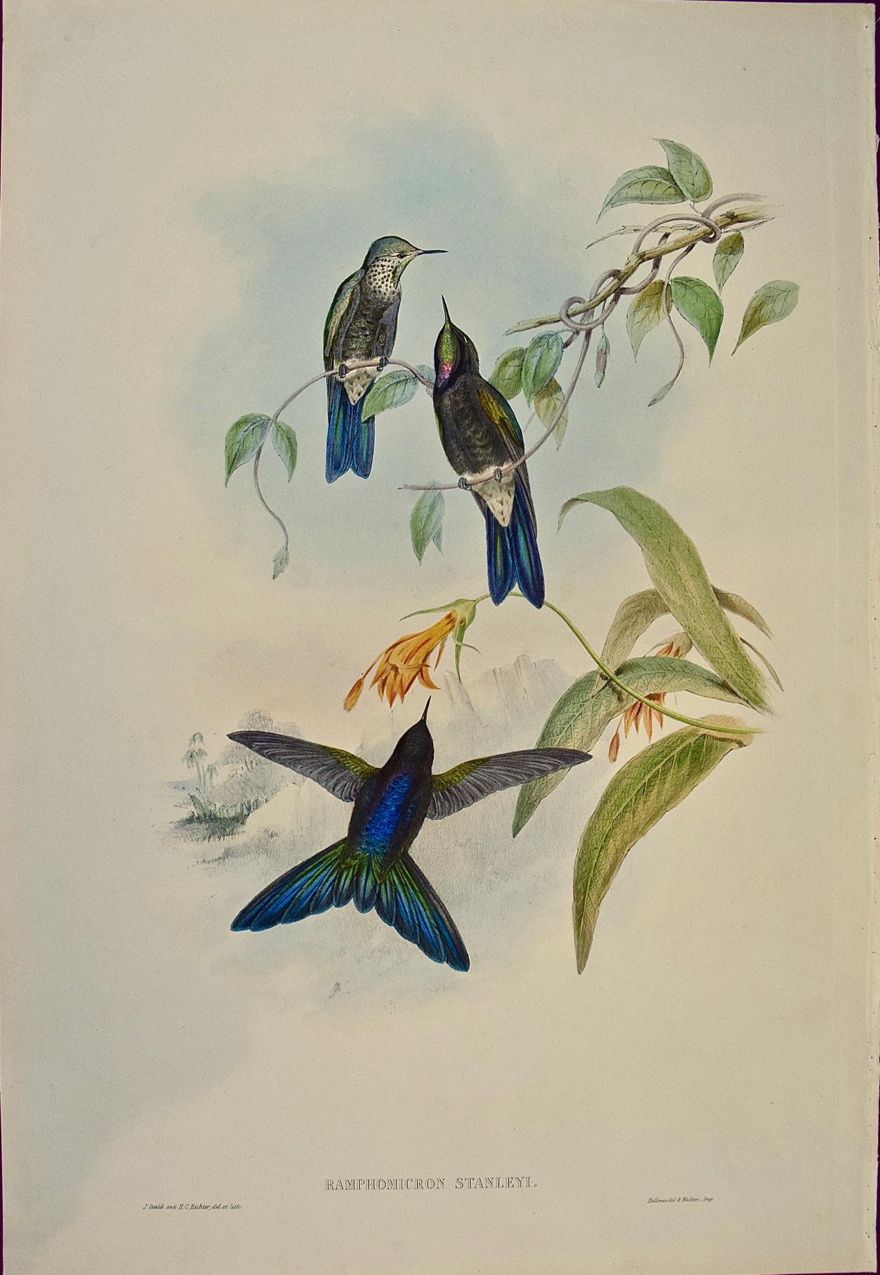 John Gould and Henry Constantine Richter Animal Print - 19th Century Gould Hand-Colored "Ramphomicron" Stanley's Thorn-bill Hummingbirds
