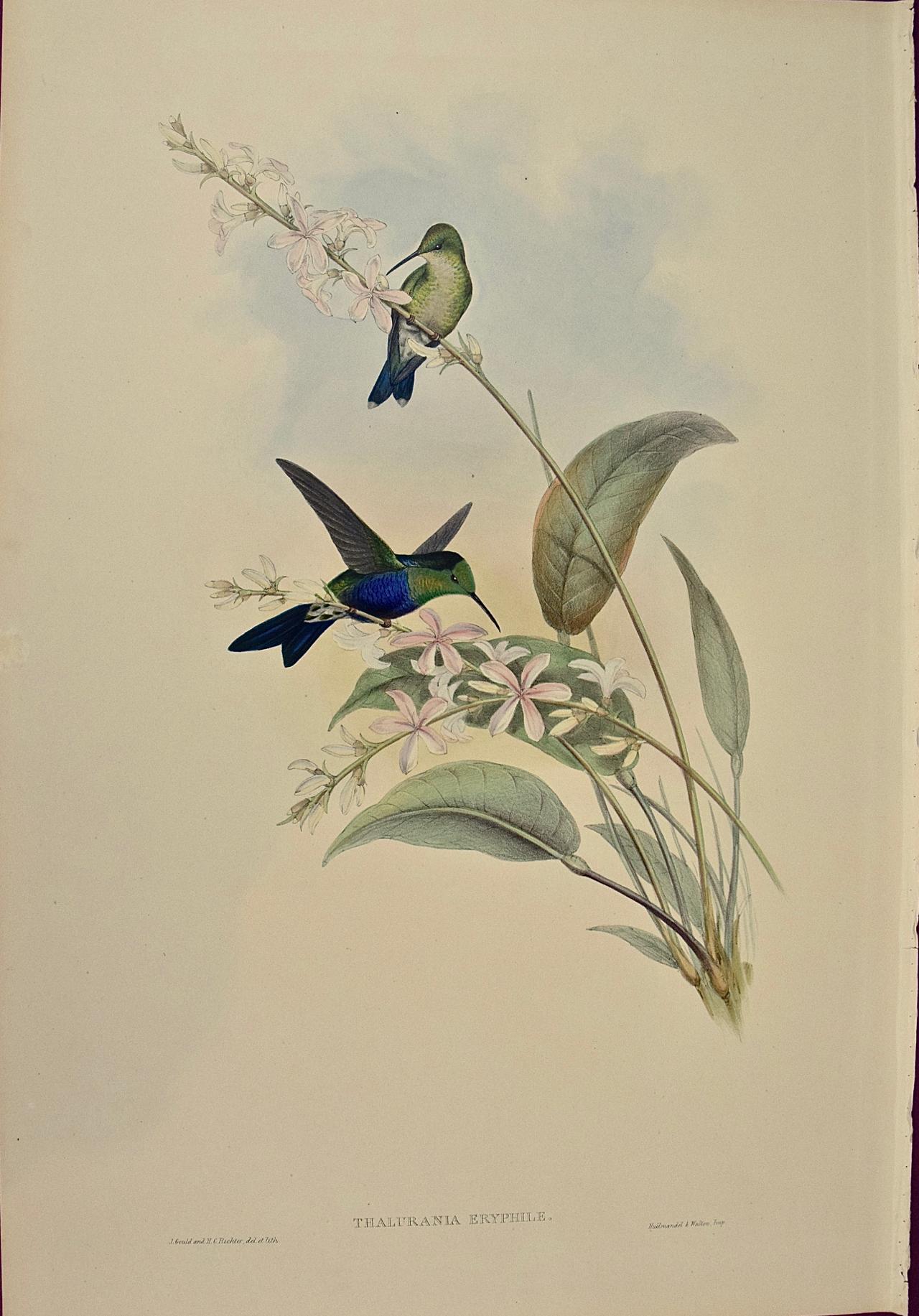 j gould and h.c. richter hummingbirds