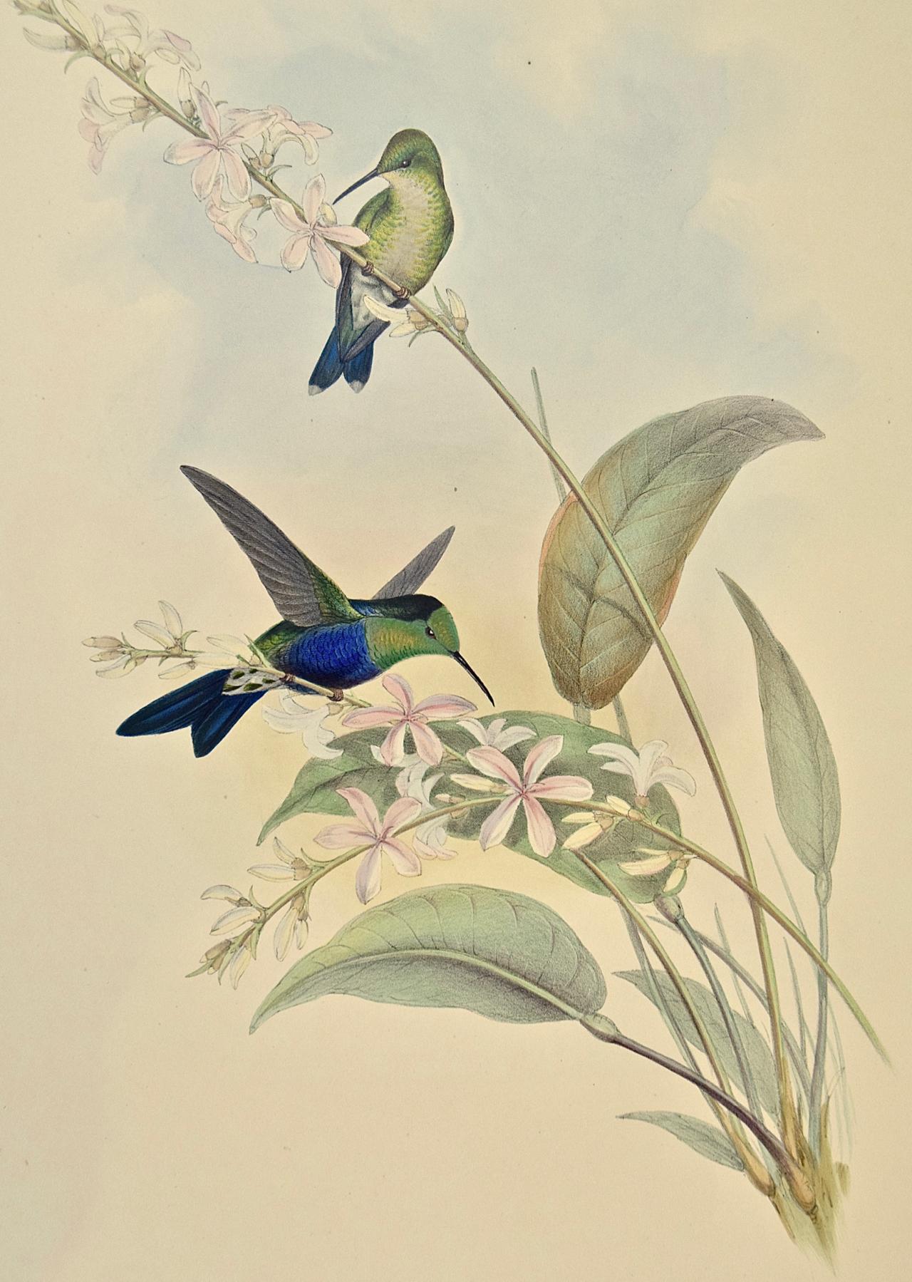 19th Century Gould Hand-Colored 