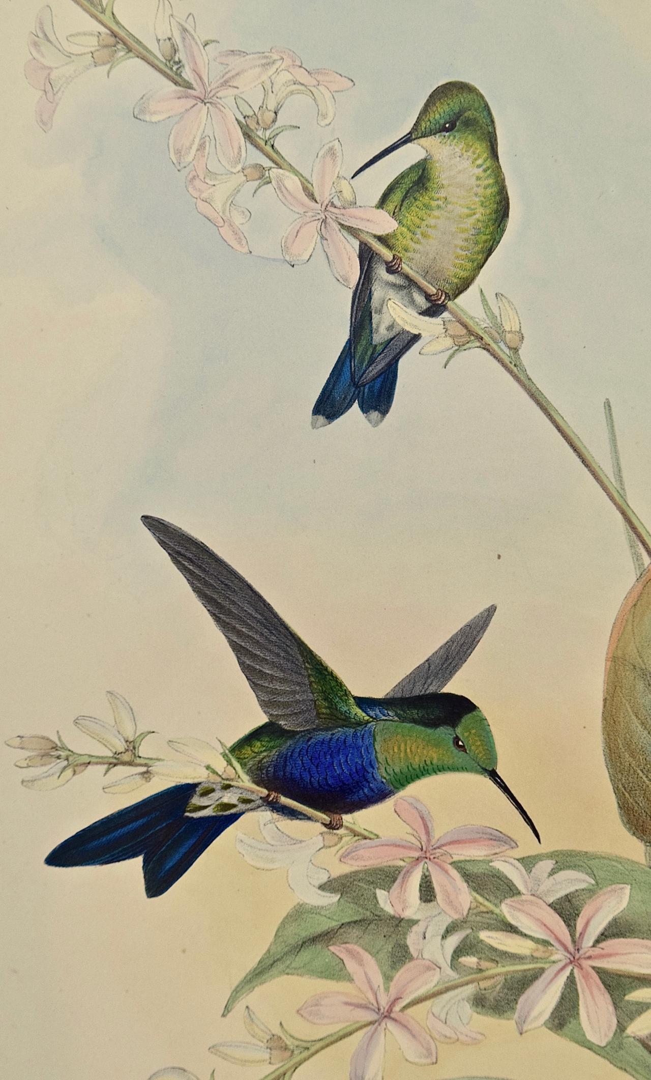 19th Century Gould Hand-Colored 