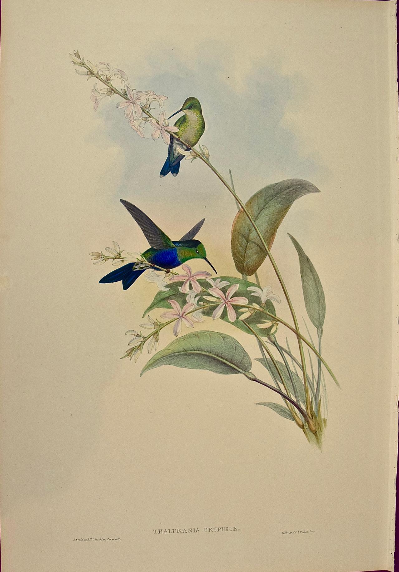 John Gould and Henry Constantine Richter Landscape Print - 19th Century Gould Hand-Colored "Thalurania" Brazilian Panoplites Hummingbirds