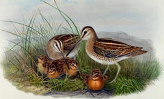 A Family of Common Snipe Birds: A 19th C. Hand-colored Lithograph by John Gould