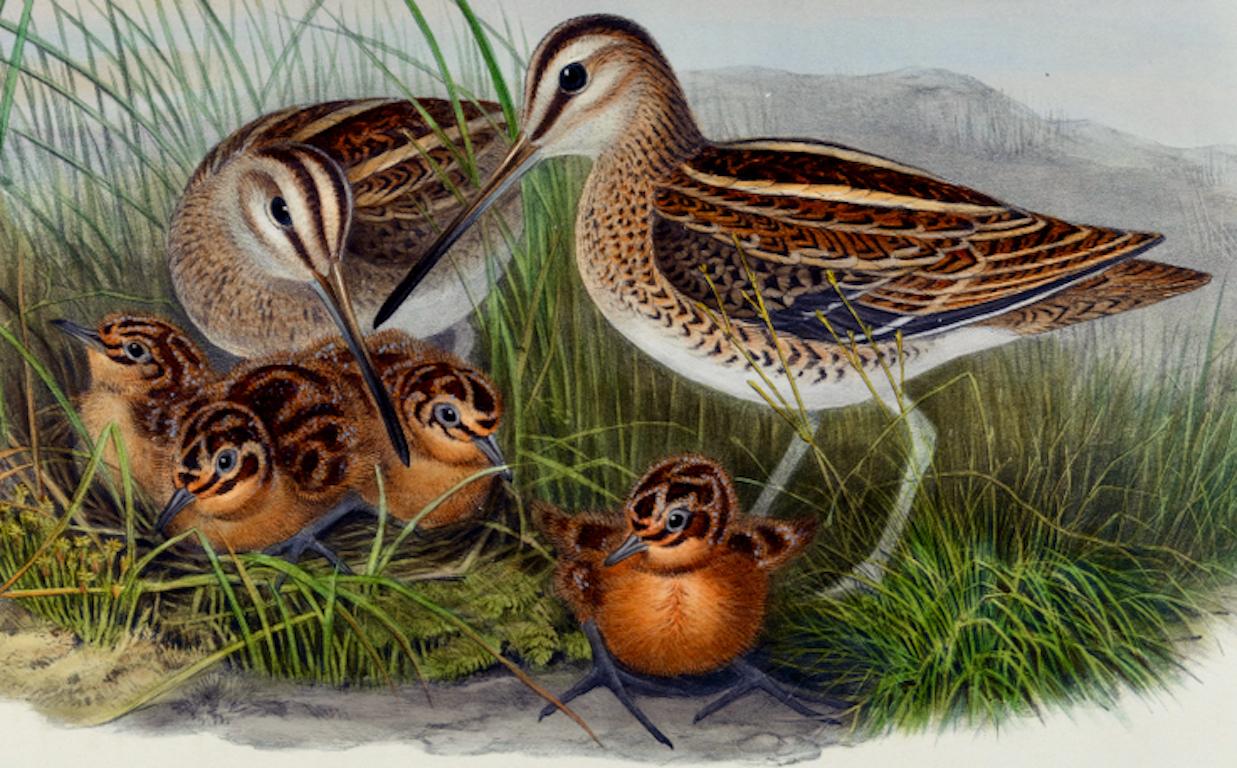 Une famille de bécassines communes : A.I.C. Lithographie coloriée à la main par John Gould, 19e C. - Naturalisme Print par John Gould and Henry Constantine Richter