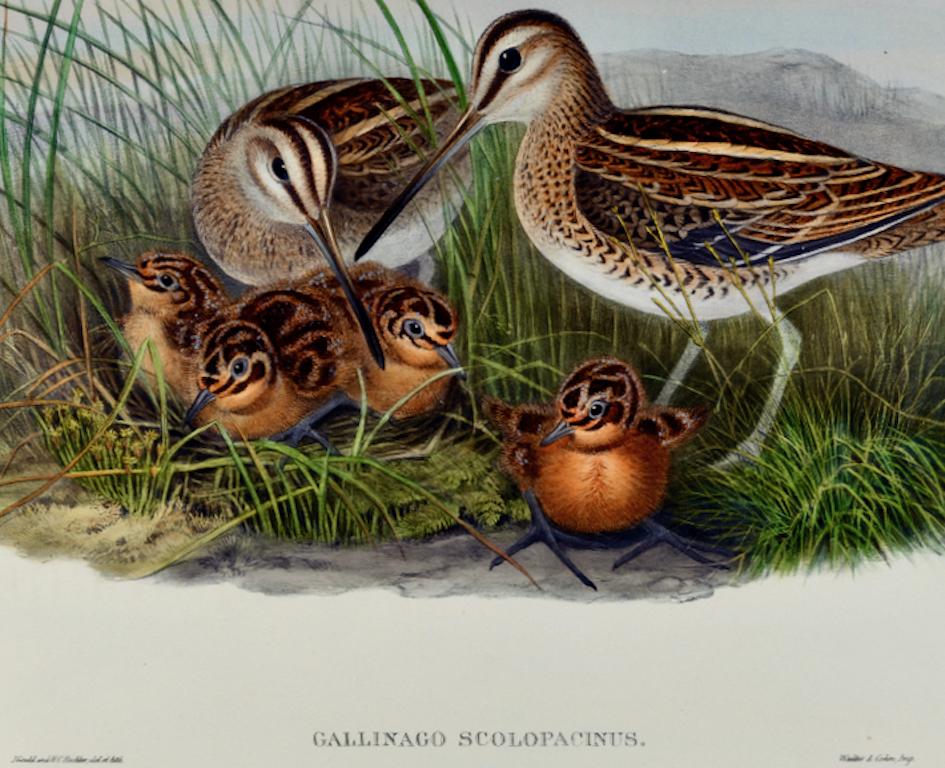 Une famille de bécassines communes : A.I.C. Lithographie coloriée à la main par John Gould, 19e C. - Gris Landscape Print par John Gould and Henry Constantine Richter