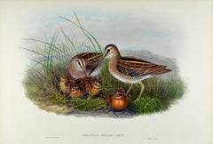 A Family of Common Snipe Birds: A 19th C. Hand-colored Lithograph by John Gould