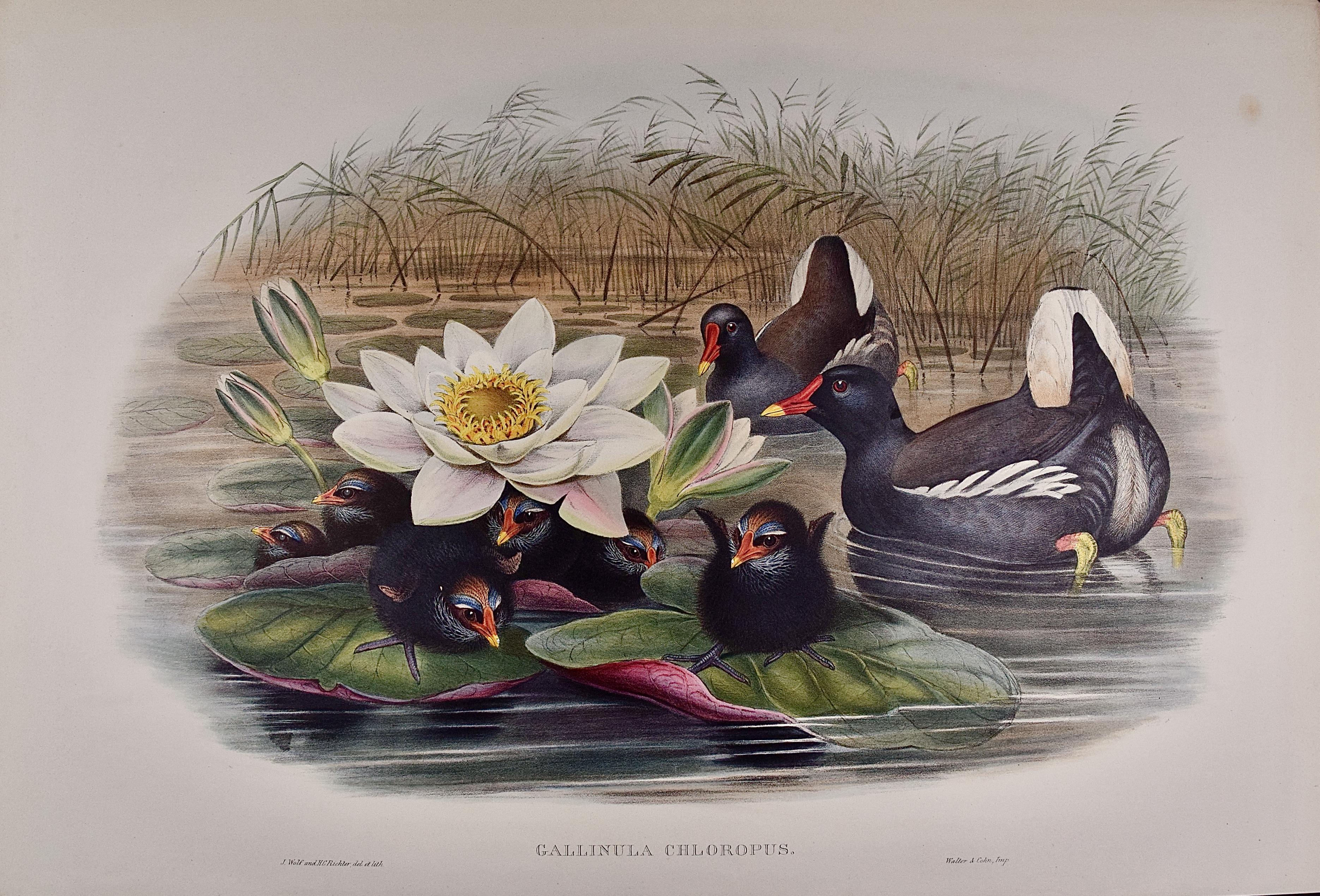 A Family of Moorhens & Lilly Pad: A 19th C. Hand-colored Lithograph by Gould - Print by John Gould and Henry Constantine Richter