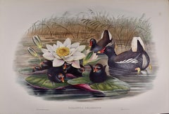 A Family of Moorhens & Lilly Pad: A 19th C. Hand-colored Lithograph by Gould