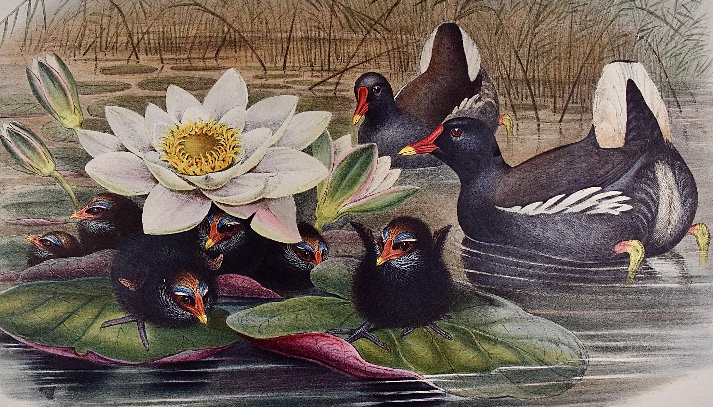 Une famille de moorhens & Lilly Pad : une lithographie colorée à la main par Gould, XIXe siècle - Naturalisme Print par John Gould and Henry Constantine Richter