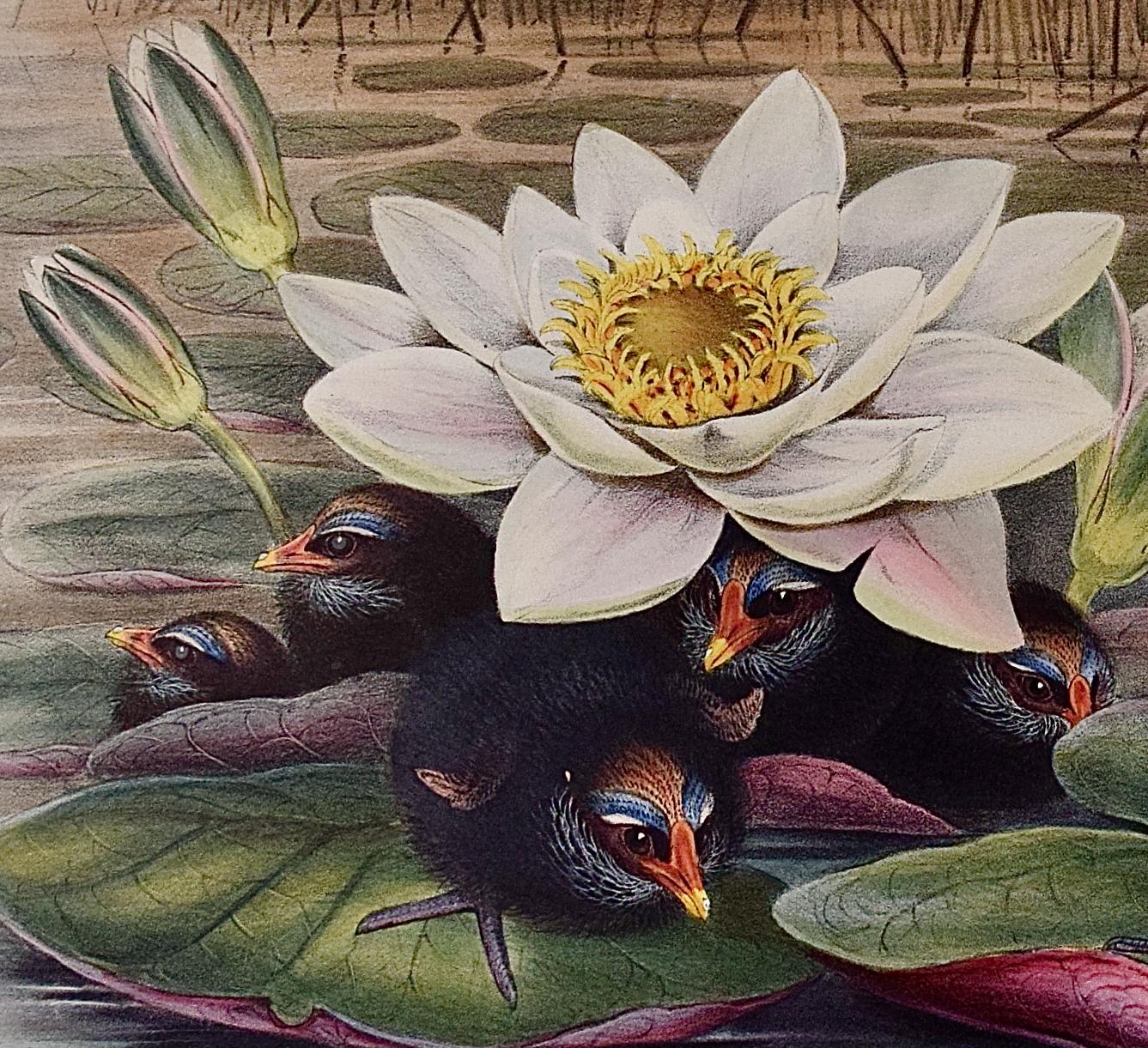 Une famille de moorhens & Lilly Pad : une lithographie colorée à la main par Gould, XIXe siècle - Gris Animal Print par John Gould and Henry Constantine Richter