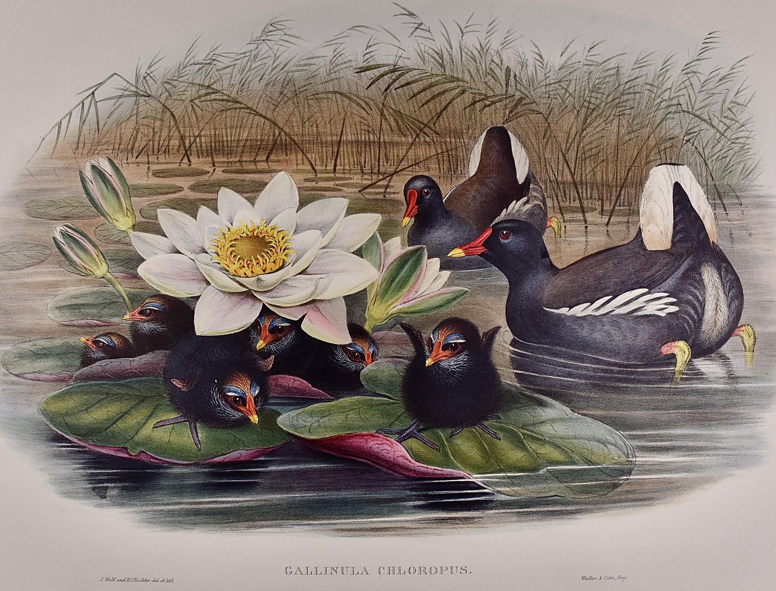 John Gould and Henry Constantine Richter Animal Print - A Family of Moorhens & Lilly Pad: A 19th C. Hand-colored Lithograph by Gould