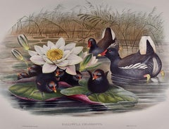 A Family of Moorhens & Lilly Pad: A 19th C. Hand-colored Lithograph by Gould