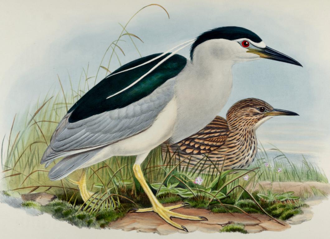 Night Heron Birds : une lithographie du 19e siècle, de taille Folio, colorée à la main par John Gould - Print de John Gould and Henry Constantine Richter