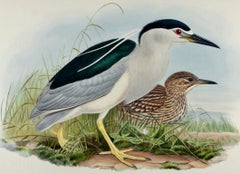 Night Heron Birds: A 19th C. Folio-sized Hand-colored Lithograph by John Gould