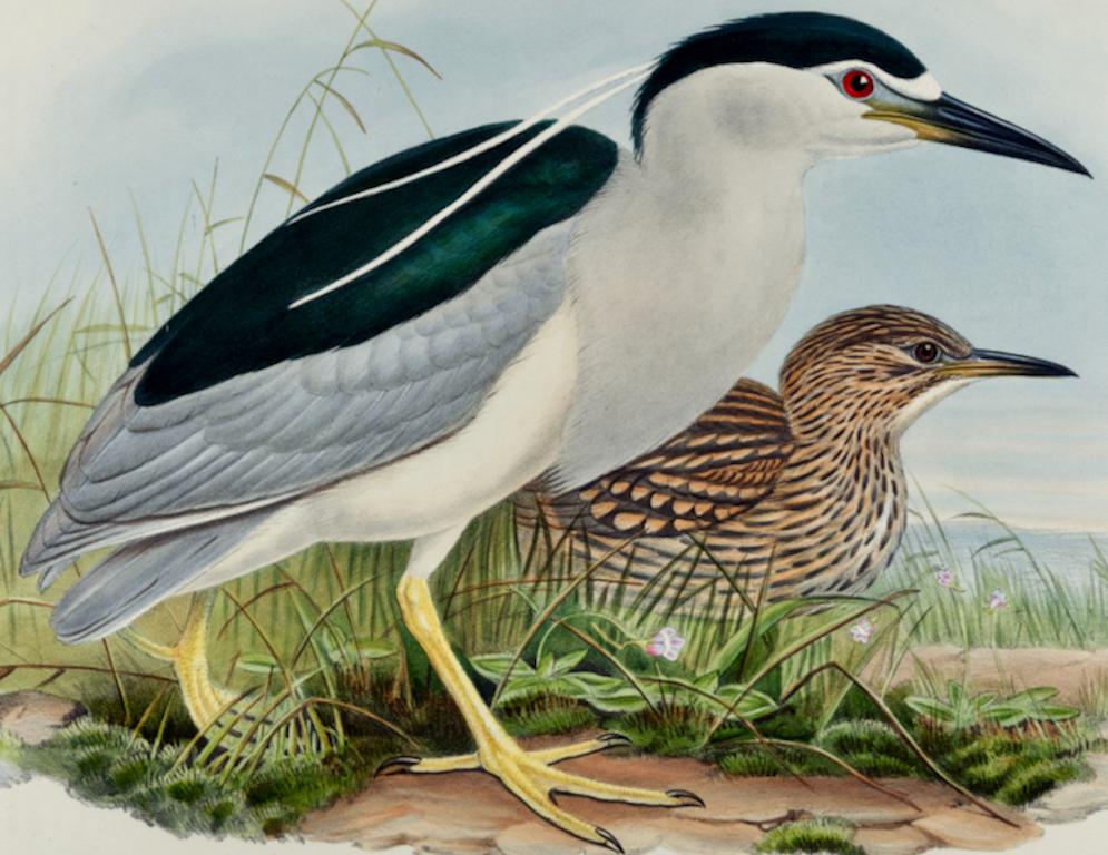 Night Heron Birds : une lithographie du 19e siècle, de taille Folio, colorée à la main par John Gould - Naturalisme Print par John Gould and Henry Constantine Richter