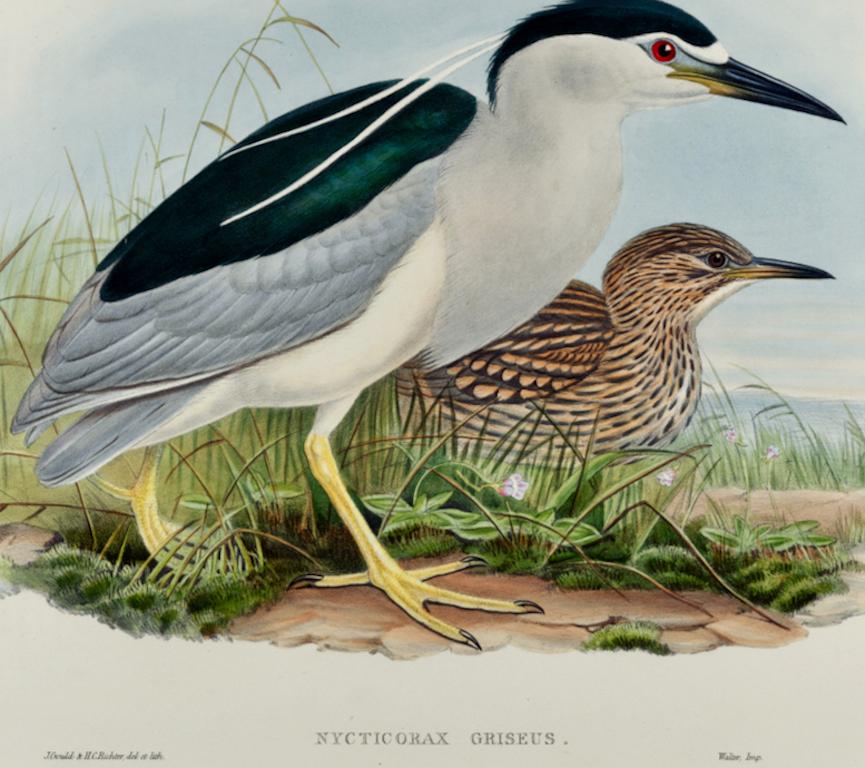 Night Heron Birds : une lithographie du 19e siècle, de taille Folio, colorée à la main par John Gould - Gris Landscape Print par John Gould and Henry Constantine Richter