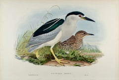 Night Heron Birds: A 19th C. Folio-sized Hand-colored Lithograph by John Gould