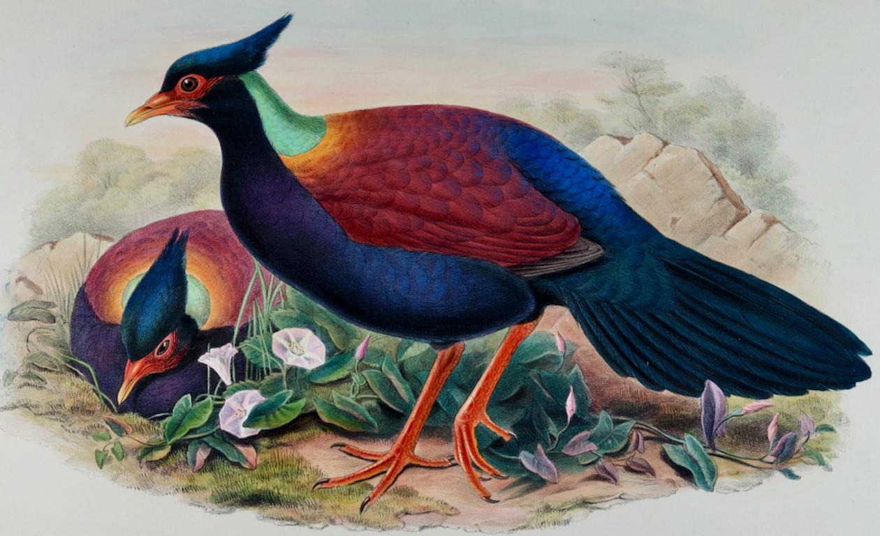 Oiseaux faisans et pigeons : lithographie du 19ème siècle de John Gould, coloriée à la main et de format in-folio. - Print de John Gould and Henry Constantine Richter