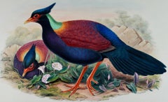 Pheasant Pigeon Birds: 19th C. Folio-sized Hand-colored Lithograph by John Gould