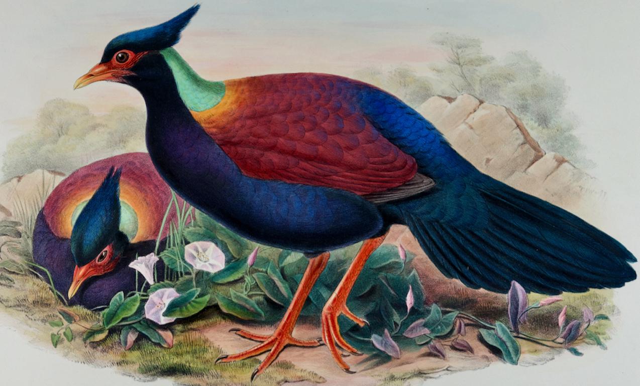 Oiseaux faisans et pigeons : lithographie du 19ème siècle de John Gould, coloriée à la main et de format in-folio. - Naturalisme Print par John Gould and Henry Constantine Richter