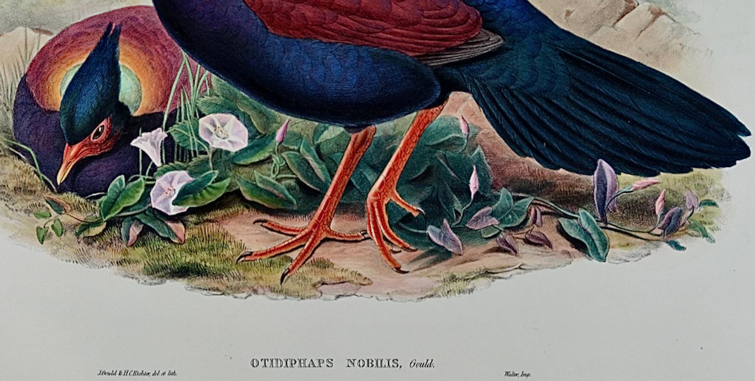 Oiseaux faisans et pigeons : lithographie du 19ème siècle de John Gould, coloriée à la main et de format in-folio. - Gris Landscape Print par John Gould and Henry Constantine Richter