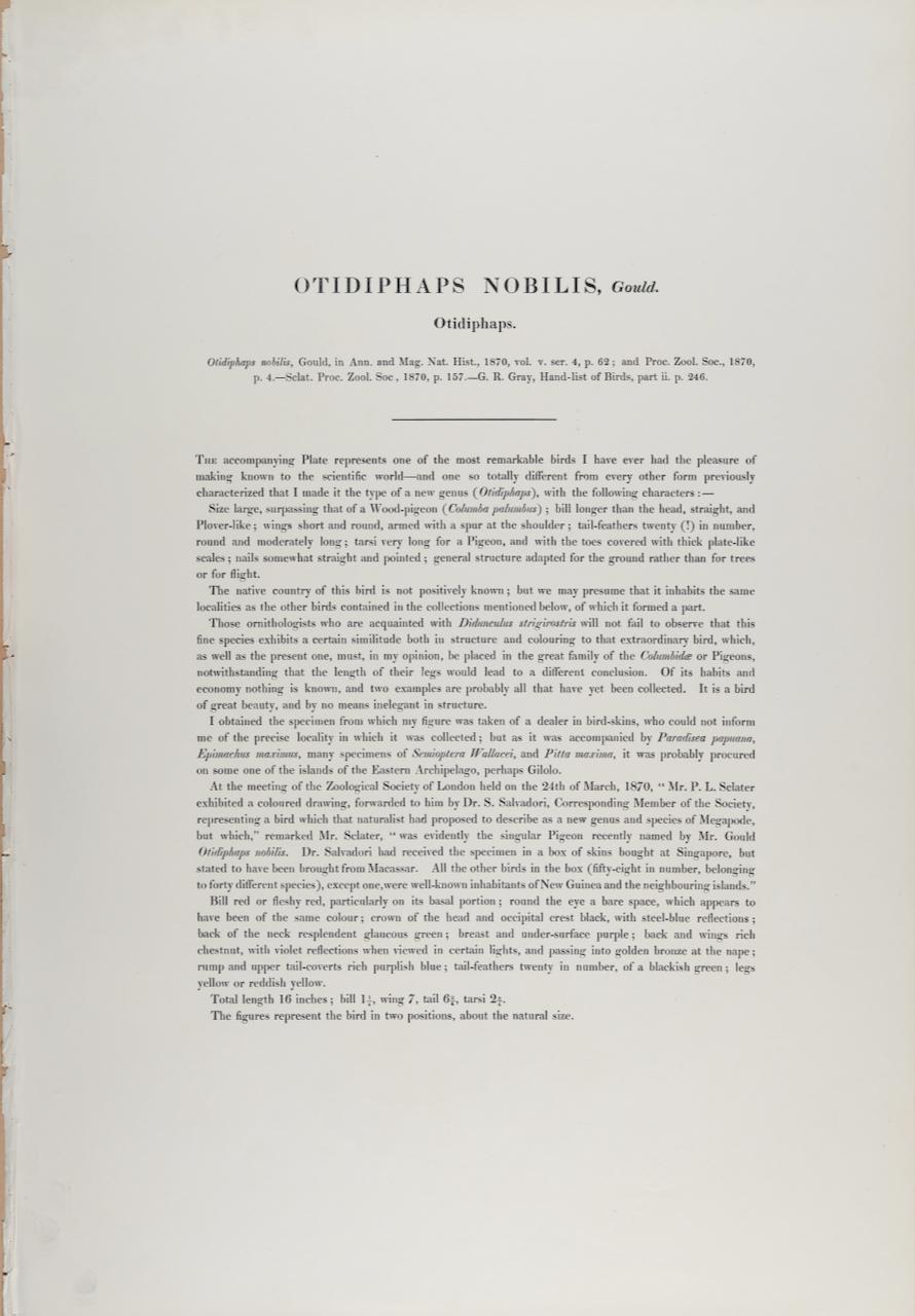 Il s'agit d'une lithographie de format folio, coloriée à la main, intitulée 