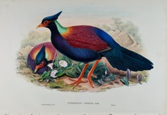 Pheasant Pigeon Birds: 19th C. Folio-sized Hand-colored Lithograph by John Gould