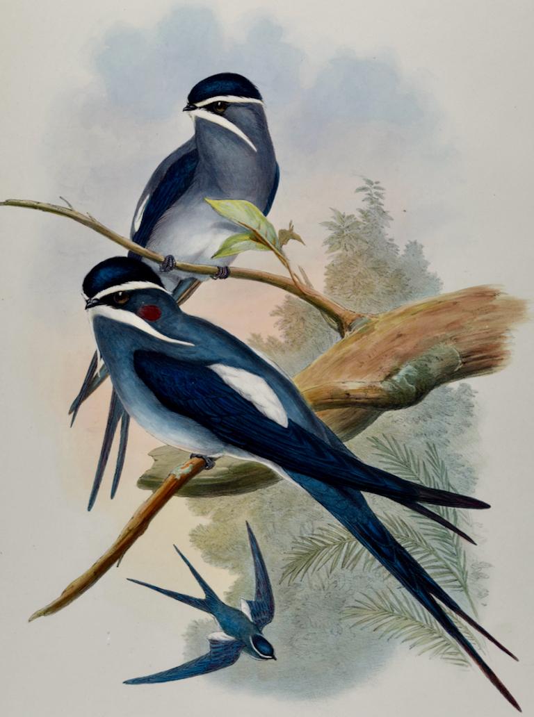 Bearded Tree Swift Birds: 19th C. Hand-colored Lithograph by John Gould - Print by John Gould and Henry Constantine Richter
