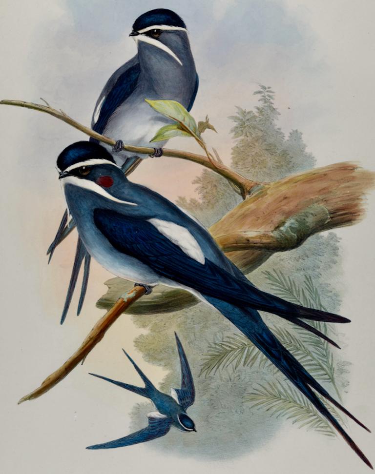 Bearded Tree Swift Birds: 19th C. Hand-colored Lithograph by John Gould - Naturalistic Print by John Gould and Henry Constantine Richter