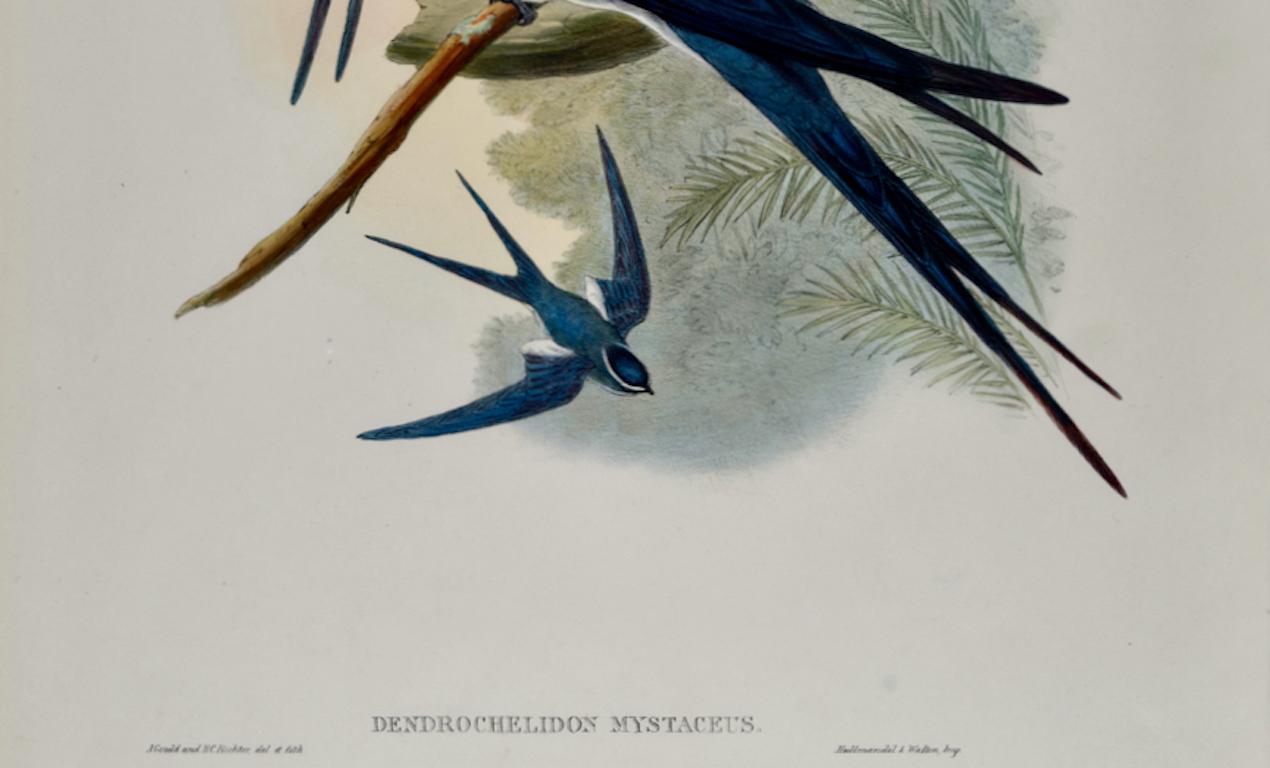 Bearded Tree Swift Birds: 19th C. Hand-colored Lithograph by John Gould - Gray Animal Print by John Gould and Henry Constantine Richter