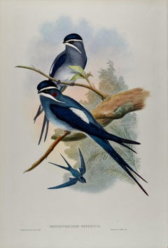 Bearded Tree Swift Birds: 19th C. Hand-colored Lithograph by John Gould