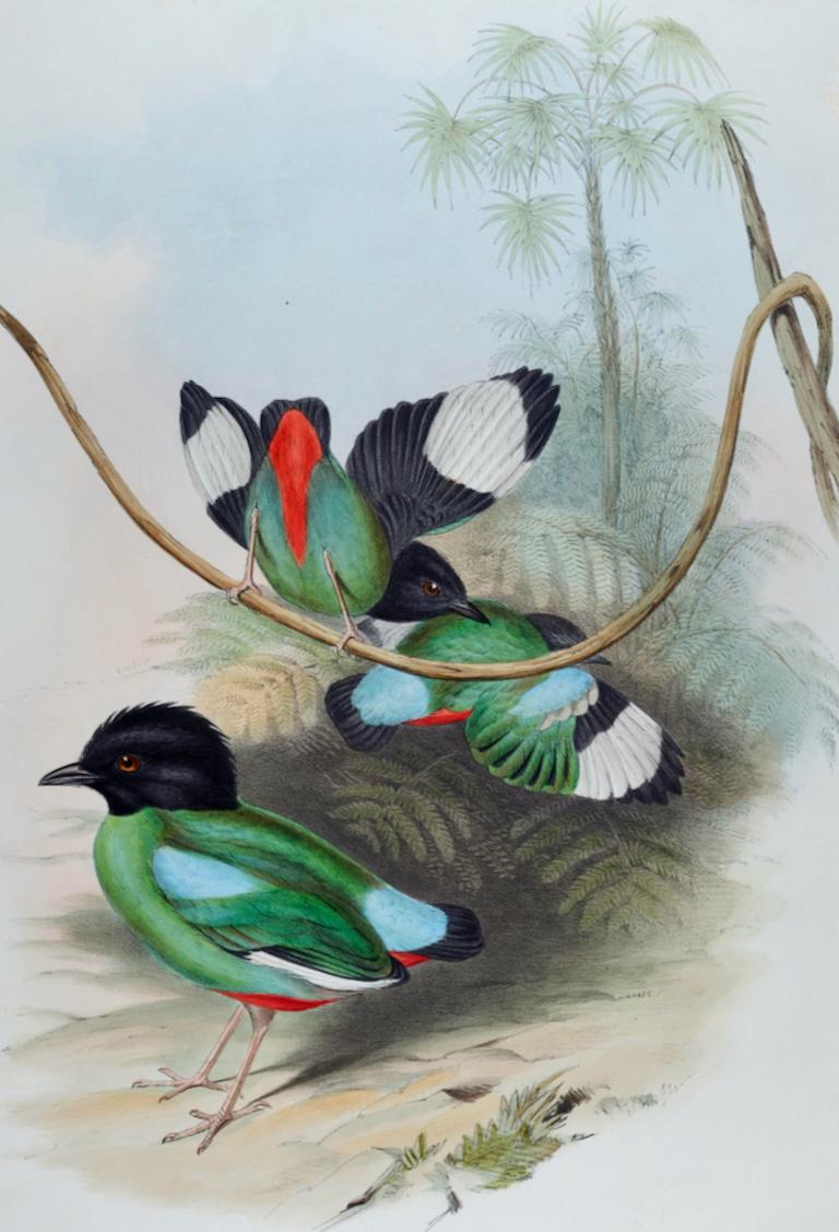 Les oiseaux Pitta à tête noire : une lithographie colorée à la main du 19e siècle par John Gould - Print de John Gould and Henry Constantine Richter