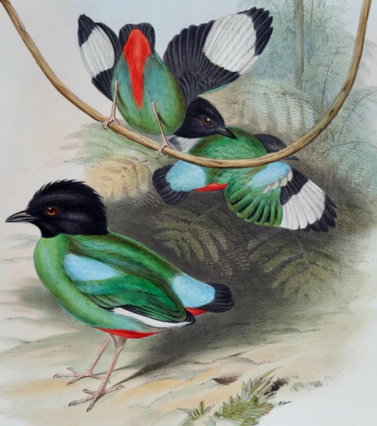 Les oiseaux Pitta à tête noire : une lithographie colorée à la main du 19e siècle par John Gould - Naturalisme Print par John Gould and Henry Constantine Richter