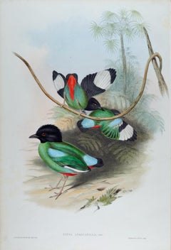 Black-headed Pitta Birds: A 19th C. Hand-colored Lithograph by John Gould