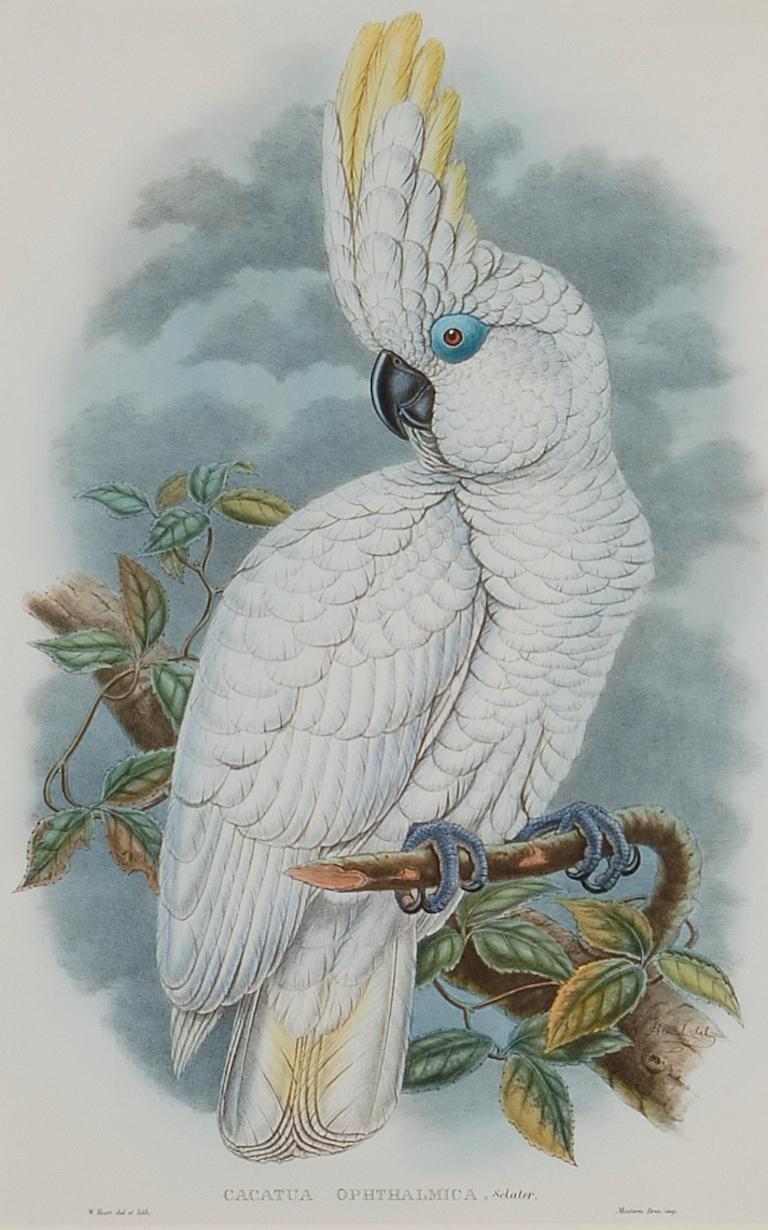 Cockatoo aux yeux bleus : Lithographie originale encadrée du 19e siècle colorée à la main par Gould - Print de John Gould and Henry Constantine Richter